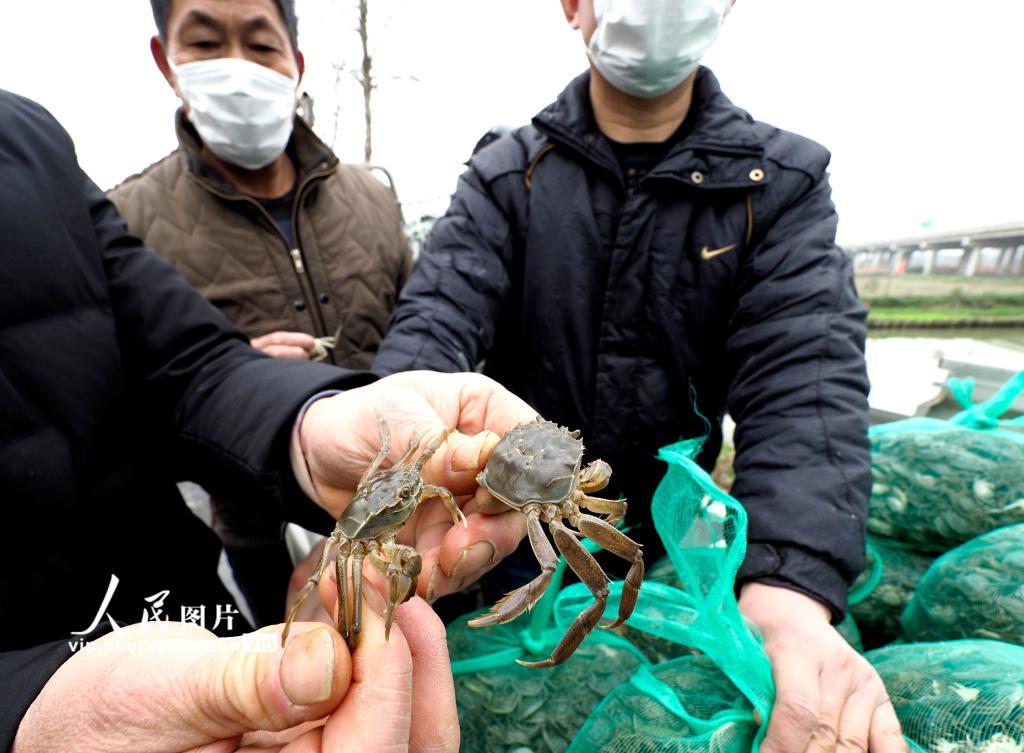 2月13日，安徽宣州区水阳镇，来自江苏省高淳客户正在检验蟹苗。